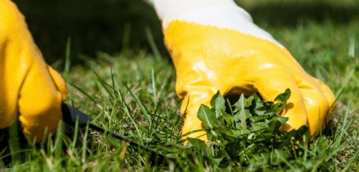 Hard Surface Weed Control: Get Rid of Unsightly Growth