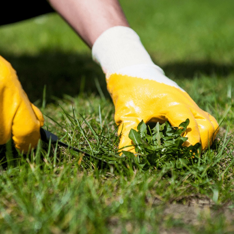 Hard Surface Weed Control: Get Rid of Unsightly Growth