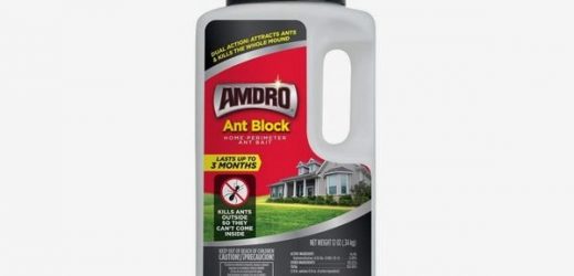 Finding the Best Ant Repellent for My Home