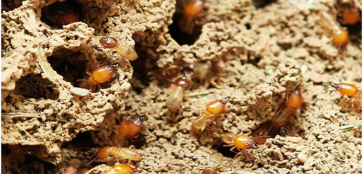 Termite Control: Non-Toxic Insect Control Solutions That Work