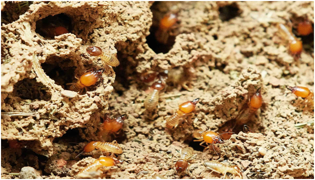 Termite Control: Non-Toxic Insect Control Solutions That Work
