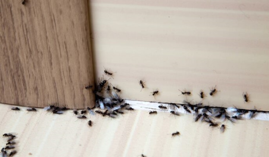 How do you get ants away?