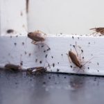 Why You Should Get Your House Regularly Inspected For Pests?