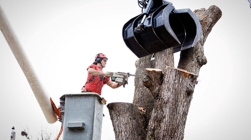 Remove Dead Trees